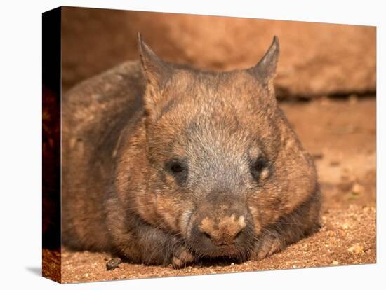 Southern Hairy-Nosed Wombat, Australia-David Wall-Premier Image Canvas