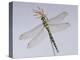 Southern Hawker Dragonfly (Aeshna Cyanea) Female, UK-Kim Taylor-Premier Image Canvas