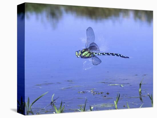Southern Hawker Dragonfly Male Hovering Over Pond, UK-Kim Taylor-Premier Image Canvas