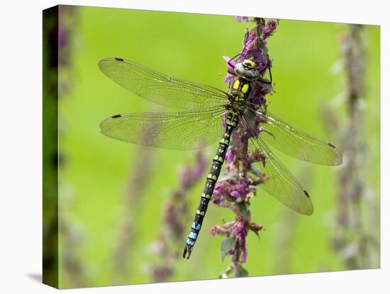 Southern Hawker Dragonfly Resting on Purple Loosestrife Flower, Hertfordshire, England, UK-Andy Sands-Premier Image Canvas