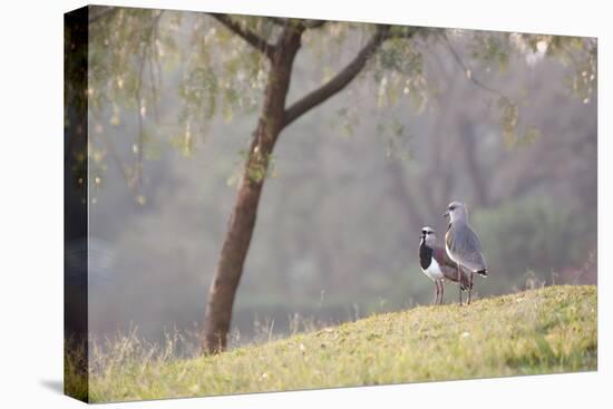 Southern Lapwing, Vanellus Chilensis, Standing by a Tree in Ibirapuera Park-Alex Saberi-Premier Image Canvas