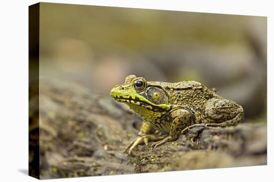 Southern Leopard Frog, Rana Sphenocephala, Kentucky-Adam Jones-Premier Image Canvas