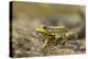 Southern Leopard Frog, Rana Sphenocephala, Kentucky-Adam Jones-Premier Image Canvas