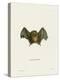 Southern Little Yellow-Eared Bat-null-Premier Image Canvas