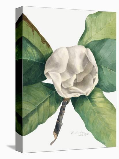Southern Magnolia (1918)-Mary Vaux Walcott-Premier Image Canvas