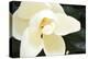 Southern Magnolia I-Alan Hausenflock-Premier Image Canvas