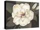 Southern Magnolia-Filippo Ioco-Stretched Canvas