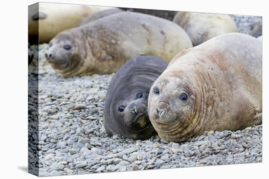 Southern Ocean, South Georgia. A female elephant seal and her pup lie together on the beach.-Ellen Goff-Premier Image Canvas