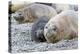 Southern Ocean, South Georgia. A female elephant seal and her pup lie together on the beach.-Ellen Goff-Premier Image Canvas