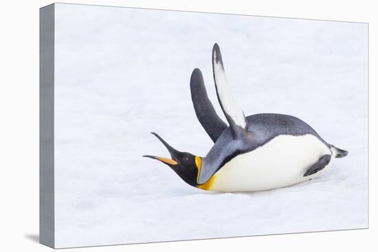 Southern Ocean, South Georgia. A king penguin flaps its flippers and vocalizes while lying down.-Ellen Goff-Premier Image Canvas