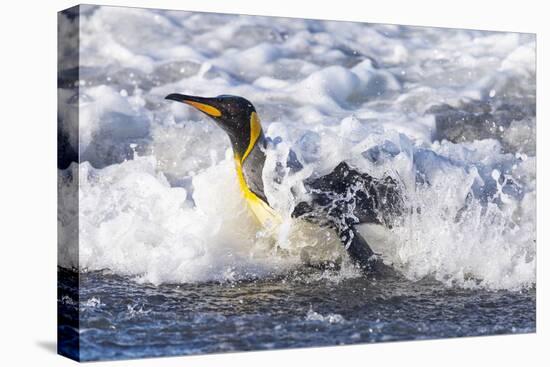 Southern Ocean, South Georgia. A king penguin surfs the waves to the shore.-Ellen Goff-Premier Image Canvas