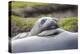 Southern Ocean, South Georgia. A young elephant seal mouths the flipper of another.-Ellen Goff-Premier Image Canvas