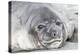 Southern Ocean, South Georgia. Headshot of an elephant seal weaner.-Ellen Goff-Premier Image Canvas