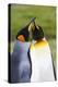 Southern Ocean, South Georgia. Portrait of two courting king penguins.-Ellen Goff-Premier Image Canvas