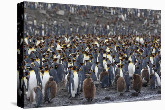 Southern Ocean, South Georgia, St. Andrew's Bay.-Ellen Goff-Premier Image Canvas