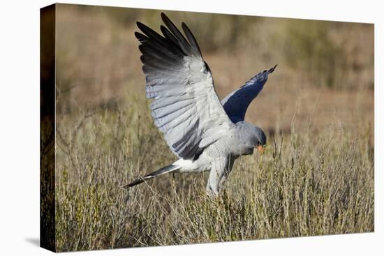 Southern Pale Chanting Goshawk (Melierax Canorus) Hunting-James Hager-Premier Image Canvas