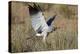 Southern Pale Chanting Goshawk (Melierax Canorus) Hunting-James Hager-Premier Image Canvas