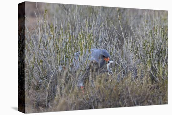 Southern Pale Chanting Goshawk (Melierax Canorus) with a Skink-James Hager-Premier Image Canvas