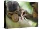 Southern Pig-Tailed Macaque, Sepilok, Borneo, Malaysia-Anthony Asael-Premier Image Canvas