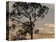 Southern pine at sunset, Bushnell, Florida-Maresa Pryor-Premier Image Canvas