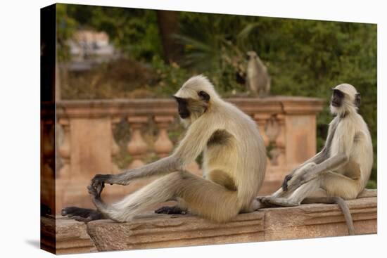 Southern Plains Grey - Hanuman Langur (Semnopithecus Dussumieri) Sitting-Pete Oxford-Premier Image Canvas