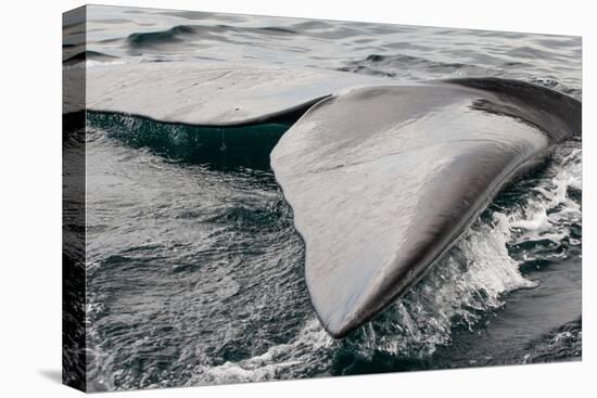 Southern Right Whale Fluke-James White-Premier Image Canvas