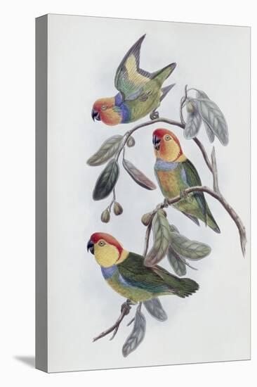 Southern Ring Perroquet-John Gould-Premier Image Canvas