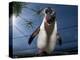 Southern Rockhopper Penguin (Eudyptes Chrysocome) Tame Bird 'Rocky' Used For Educational Purposes-Cheryl-Samantha Owen-Premier Image Canvas