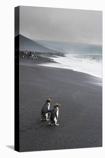 Southern rockhopper penguin group (Eudyptes chrysocome), Saunders Island, South Sandwich Islands, A-Michael Runkel-Premier Image Canvas