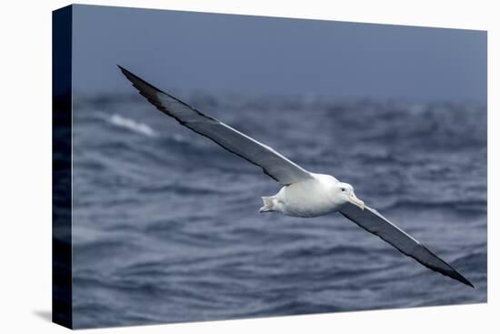 Southern Royal Albatross (Diomedea Epomophora) Flying Low over the Sea-Brent Stephenson-Premier Image Canvas