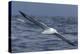 Southern Royal Albatross (Diomedea Epomophora) Flying Low over the Sea-Brent Stephenson-Premier Image Canvas