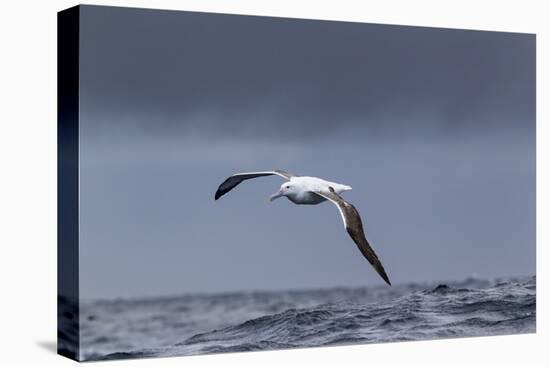 Southern Royal Albatross (Diomedea Epomophora) Flying over Sea-Brent Stephenson-Premier Image Canvas