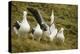 Southern Royal Albatross-DLILLC-Premier Image Canvas