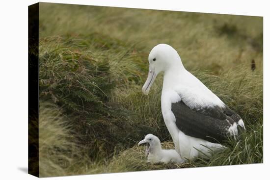 Southern Royal Albatross-DLILLC-Premier Image Canvas