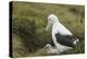 Southern Royal Albatross-DLILLC-Premier Image Canvas