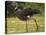 Southern Screamer-Joe McDonald-Premier Image Canvas