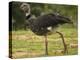 Southern Screamer-Joe McDonald-Premier Image Canvas