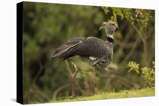 Southern Screamer-Joe McDonald-Premier Image Canvas