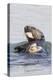 Southern Sea Otter Eats a Clam-Hal Beral-Premier Image Canvas