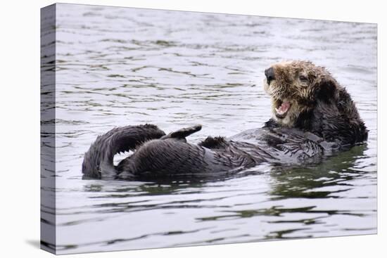 Southern Sea Otter Floats with Paws out of the Water-Hal Beral-Premier Image Canvas