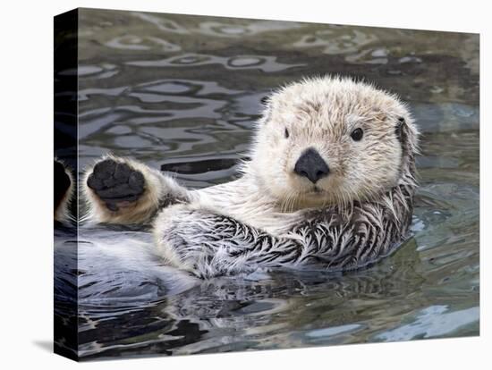 Southern sea otter hold paws up to conserve heat-Hal Beral-Premier Image Canvas