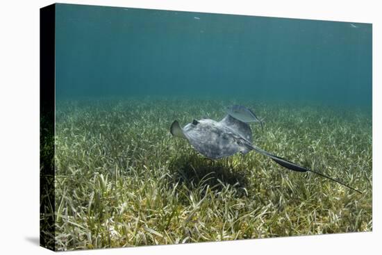 Southern Stingray and Bar Jack, Belize Barrier Reef, Belize-Pete Oxford-Premier Image Canvas