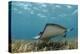 Southern Stingray, Belize Barrier Reef, Belize-Pete Oxford-Premier Image Canvas