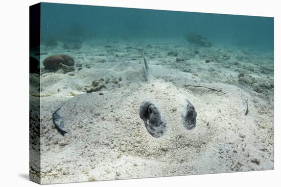 Southern Stingray, Belize Barrier Reef, Belize-Pete Oxford-Premier Image Canvas