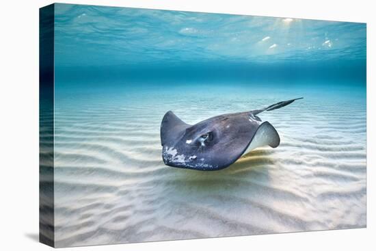 Southern Stingray (Dasyatis Americana) Female Swimming Over A Shallow Sand Bank-Alex Mustard-Premier Image Canvas