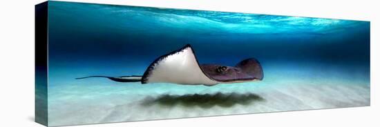 Southern Stingray (Dasyatis Americana), North Sound, Grand Cayman, Cayman Islands-null-Stretched Canvas