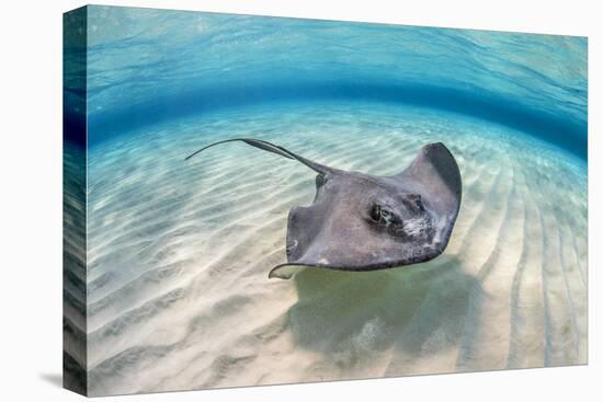 Southern stingray female swimming over sand bank, Grand Cayman, British West Indies-Alex Mustard-Premier Image Canvas