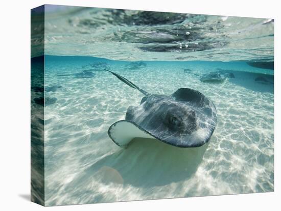 Southern Stingrays Swimming at Stingray City-Paul Souders-Premier Image Canvas