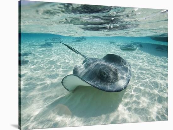 Southern Stingrays Swimming at Stingray City-Paul Souders-Premier Image Canvas