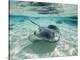 Southern Stingrays Swimming at Stingray City-Paul Souders-Premier Image Canvas